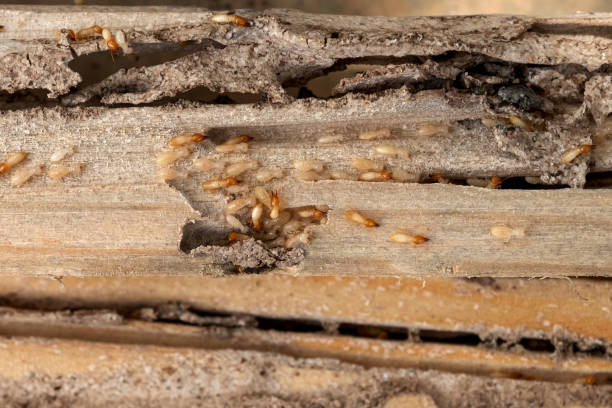 Best Mosquito Control Services  in Topton, PA